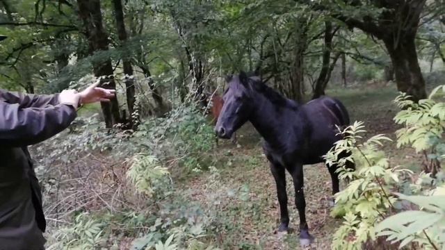 Мюссера. Осень в заповеднике. собираем грибы В битве с конями)))