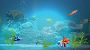 Футаж Чудеса подводного мира