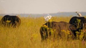 4K African Animals: Okavango Delta of Africa With Wildlife & Animals Real Sounds - 4K Animal Planet