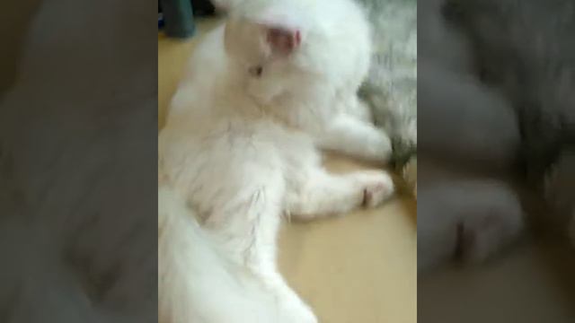 Шотландец, страйт смотреть онлайн