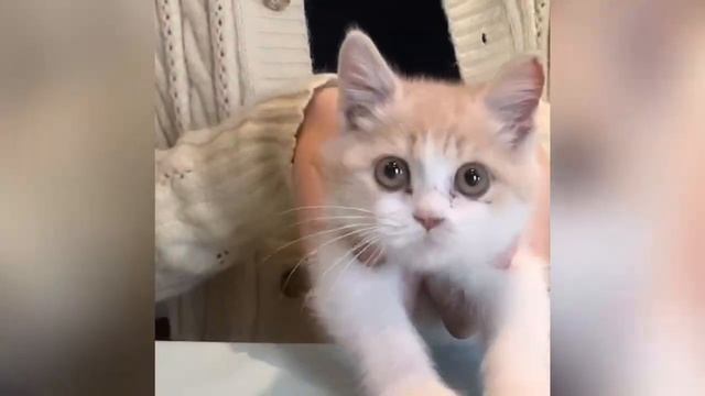 умный идол#лучший кот ловит игрушки#дешевая кровать#игрушечное ограждение#дешевый мешок