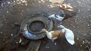 Выращивание уток / Отбор уток на племенное стадо / Как создать племенное стадо мускусных уток