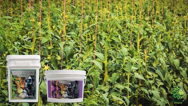 Hybrid Veg & Hybrid Bloom смотреть онлайн