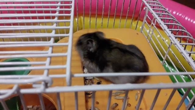 Как кормить хомяка