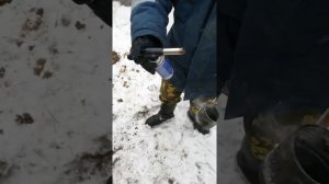 Лечим стригущий лишай у бычка