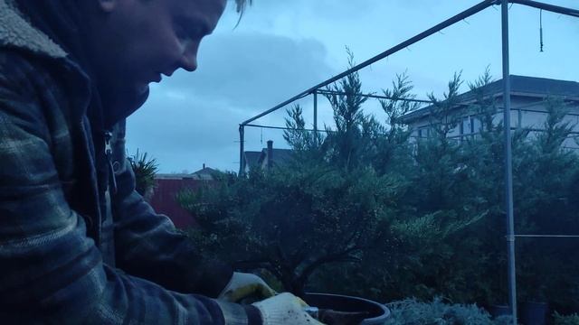 утро начинается с можжевельник казацкого .стрижка смотреть онлайн