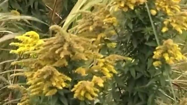Знакомьтесь: золотарник - золото осени