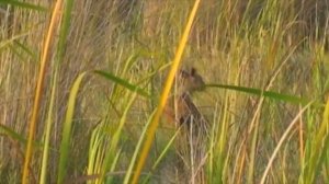 The Sitatunga