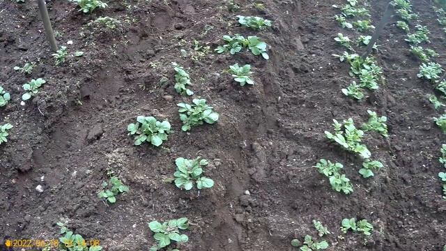 Картофель-Сынок-Сарпо мира-Уника-Белый лебедь-Голубой дунай-Финский красный-всего 33 ри. сорта смотреть онлайн