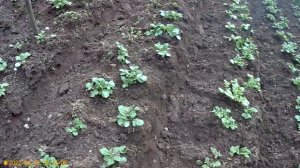 Картофель-Сынок-Сарпо мира-Уника-Белый лебедь-Голубой дунай-Финский красный-всего 33 ри. сорта