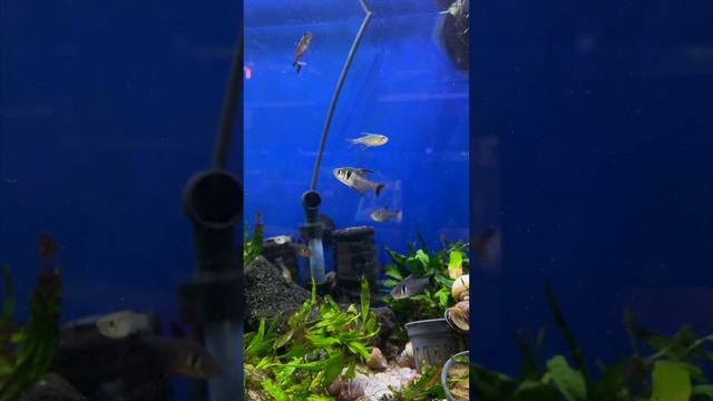Why You NEED Black Phantom Tetras! #shorts смотреть онлайн