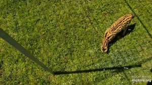 Stalking. Ginger serval at Big Cat Rescue.