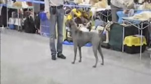 "Russia-2011" First Klub Show Thai Ridgeback Dog - - Males - Junior class