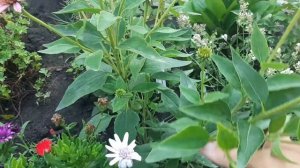 ЦВЕТЕТЕНИЕ МНОГОЛЕТНИХ ЦВЕТОВ В МОЁМ САДУ В СЕРЕДИНЕ ИЮЛЯ ///ФЛОКСЫ,ЭХИНАЦЕИ,ЛИЛИИ,ГОРТЕНЗИИ!