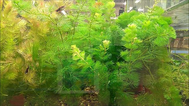 #Аквариумные_растения Кабомба. смотреть онлайн