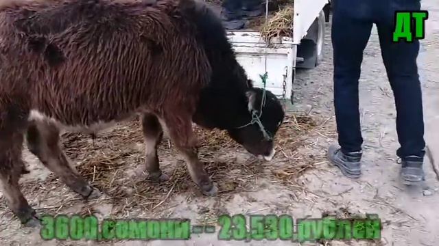 МОЛБОЗОР ШАНБЕБОЗОР НАРХИ БУКАЧА ВА КАЛОН ВА ГОВИ БУГУЗ "" ЦЕНА КОРОВА И БУКА ФАРХОР