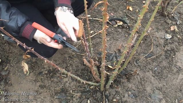 Не навреди !!! Весенняя обрезка чайно - гибридной розы . смотреть онлайн