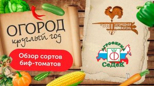 ОБЗОР СОРТОВ БИФ-ТОМАТОВ