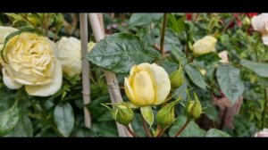 Феноменальная лимонная #Limona  #Лимона  от Кордес. Аромат, цветение. Сезон 2022