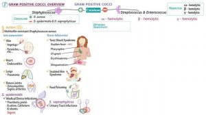 Gram Positive Cocci: Overview