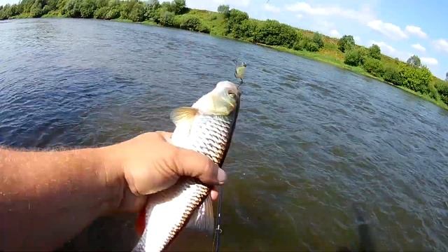 Поклевки ГОЛАВЛЯ с первых забросов. Ловля ГОЛАВЛЯ спиннингом на Оке. Рыбалка летом 2020. смотреть онлайн