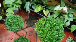 How to grow bushy Bubble Plant, Care and propagation Malayalam,