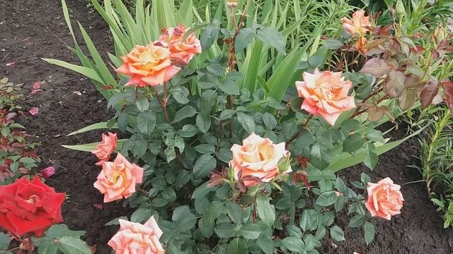 Зарисовки???.Розы и Пионы??? смотреть онлайн