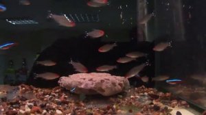 Родостомус или тетра красноносая (лат. Hemigrammus rhodostomus)