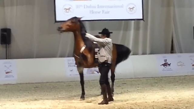 Andalusian Dancing Horse смотреть онлайн