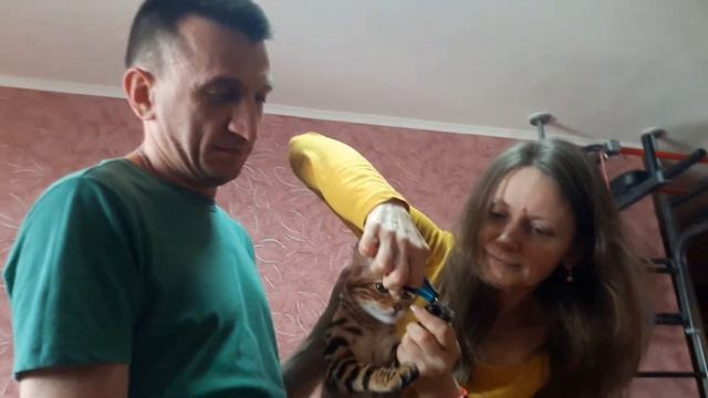 Лайфхак - как обрезать когти котикам породы - бенгалы смотреть онлайн