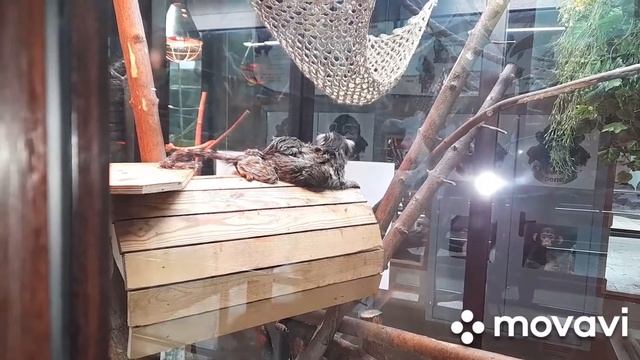 Ижевский зоопарк часть 2 смотреть онлайн