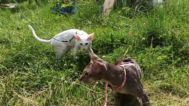 Ориентальные котята первый раз на улице!