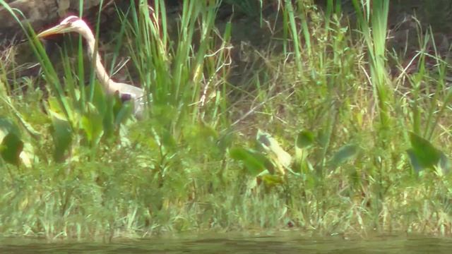 Рыбалка 07 июня 2019 Моршанск, пруд Коминтерн смотреть онлайн