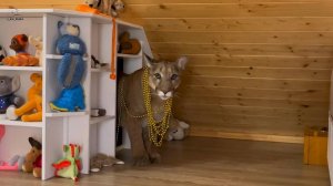 Пума Месси - удивительный кот