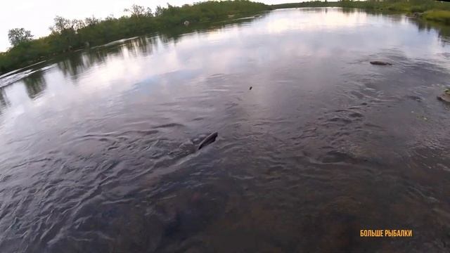 С ПЕРВОГО ЗАБРОСА поймал трофей | Териберка | Brown trout смотреть онлайн