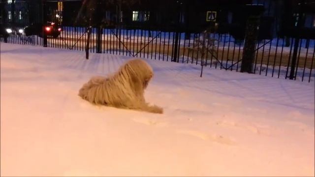 Южнорусская овчарка, снежная Москва 20.01.2016 смотреть онлайн