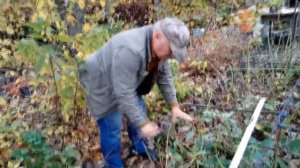 Гортензия крупнолистная. Укрытие на зиму 50 кустов!