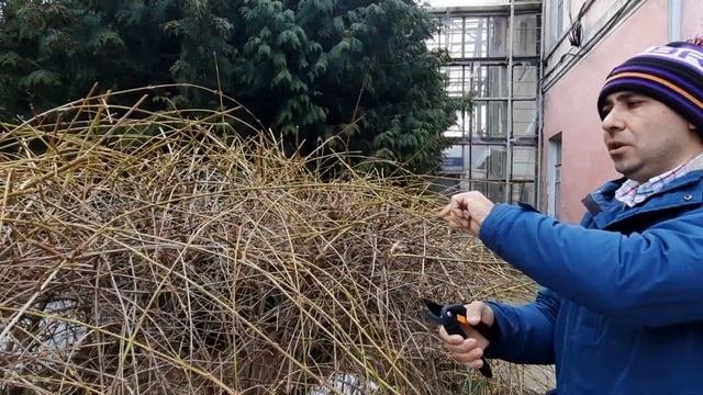 Форзиція | форзиция | обрезка куста | Pruning Forsythia