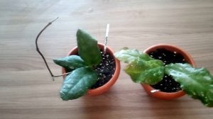 Хойки  ундулата Борнео и ундулата Лонг.