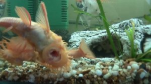 Анциструсы албиносы (рыбки прилипалы) Дубль 2