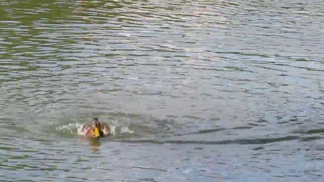 Москва шумит, "горько" кричат молодым , а утка купается себе – у нее своя жизнь смотреть онлайн