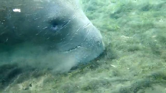 Nurkowanie z Manatee w Crystal River . Floryda. USA. (4K) смотреть онлайн