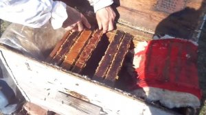 ПЧЕЛЫ (Подсаживание матки, в другую семью, в изоляторе №2)