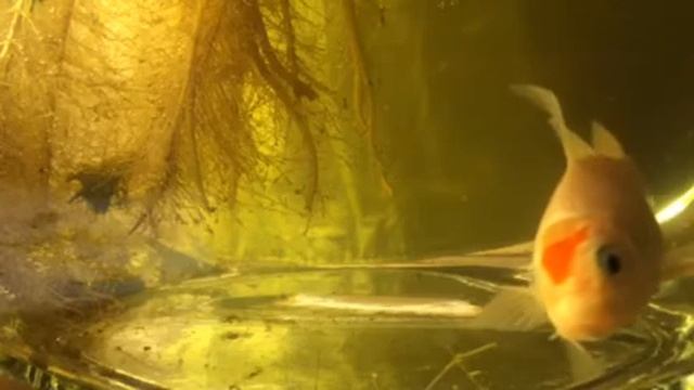 Шубункин на зимовке смотреть онлайн