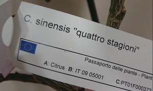 Апельсин 4 сезона на автополиве
