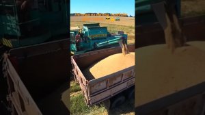 Выгрузка зерна комбайном ДОН-1500Б в грузовик КамАЗ.