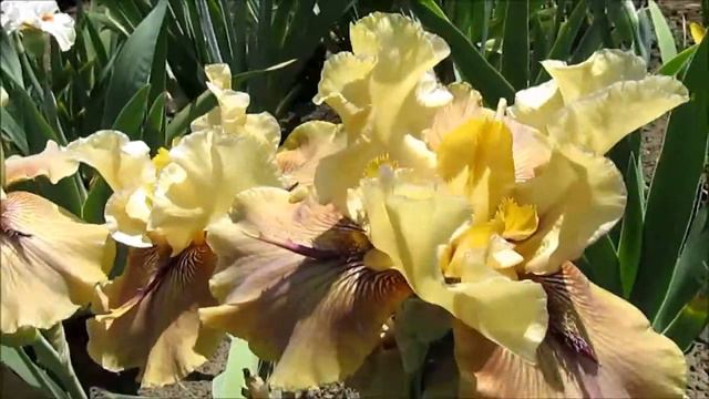 Сорнберд ирис высокий с рожками смотреть онлайн