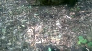 ?Александровский лес