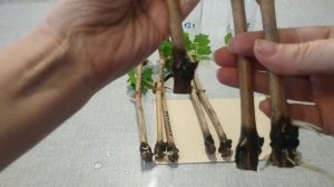 Как долго вымачивать черенки винограда