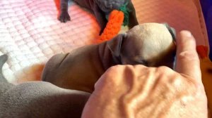 Скоро месяц жизни. Щенки американского булли, тип покет.